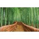 Wall murals Bamboo forest with bridge
