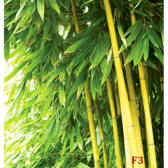 Wall murals bamboo tree leaves