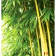 Wall murals bamboo tree leaves