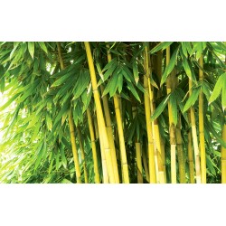 Wall murals bamboo tree leaves