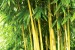 Wall murals bamboo tree leaves