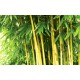 Wall murals bamboo tree leaves