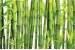 Wall mural with placed green bamboo
