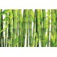 Wall mural with placed green bamboo
