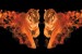 Wallpapers mural a tiger couple with flames in 2 colors
