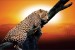 Wall murals leopard on a tree model 3