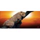 Wall murals leopard on a tree model 3 Wall murals leopard on a tree model 3