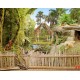 Photo mural zoo park with lions and giraffes Photo mural zoo park with lions and giraffes