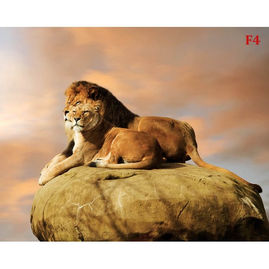 Photo mural pair of lions on a rock Photo mural pair of lions on a rock
