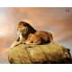 Photo mural pair of lions on a rock Photo mural pair of lions on a rock