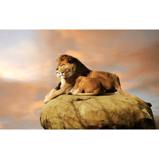 Photo mural pair of lions on a rock Photo mural pair of lions on a rock