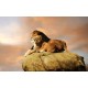 Photo mural pair of lions on a rock Photo mural pair of lions on a rock