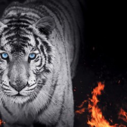 Wallpapers mural black tiger with flames