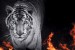 Wallpapers mural black tiger with flames