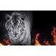 Wallpapers mural black tiger with flames