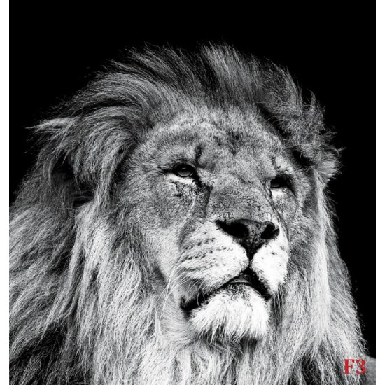 Wall mural big lion head on black background Wall mural big lion head on black background