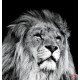 Wall mural big lion head on black background Wall mural big lion head on black background