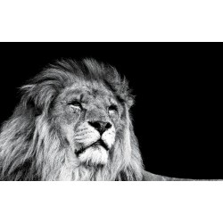 Wall mural big lion head on black background