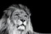 Wall mural big lion head on black background