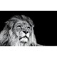 Wall mural big lion head on black background Wall mural big lion head on black background