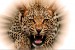 Wall mural leopard in orange lights effect