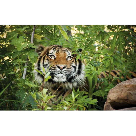 Wallpapers mural tiger in the jungle Wallpapers mural tiger in the jungle