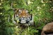 Wallpapers mural tiger in the jungle