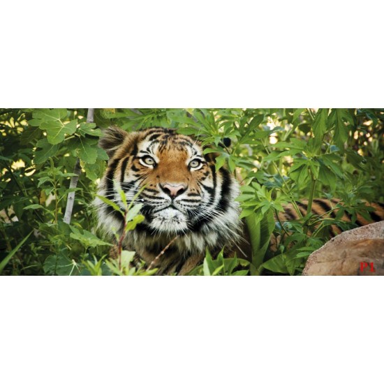 Wallpapers mural tiger in the jungle Wallpapers mural tiger in the jungle