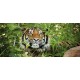 Wallpapers mural tiger in the jungle Wallpapers mural tiger in the jungle