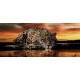Wallpapers mural leopard in orange sunset Wallpapers mural leopard in orange sunset