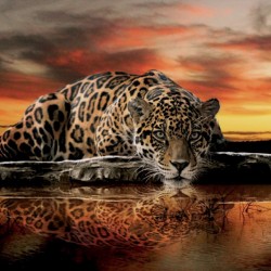 Wallpapers mural leopard in orange sunset