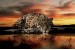 Wallpapers mural leopard in orange sunset