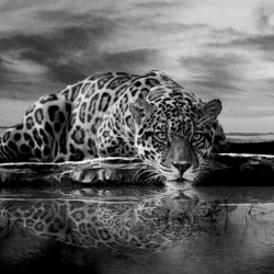Wallpapers mural leopard in grey sunset