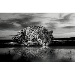 Wallpapers mural leopard in grey sunset Wallpapers mural leopard in grey sunset