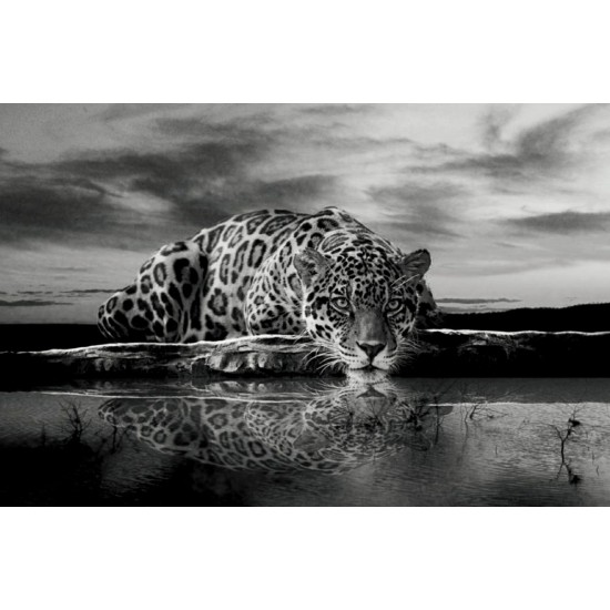 Wallpapers mural leopard in grey sunset Wallpapers mural leopard in grey sunset