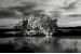 Wallpapers mural leopard in grey sunset