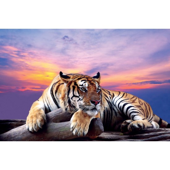 Photo mural purple sunset with a big tiger