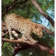 Wallpapers mural hunting leopard on a tree