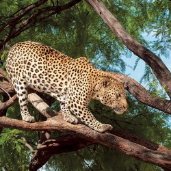 Wallpapers mural hunting leopard on a tree