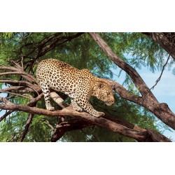 Wallpapers mural hunting leopard on a tree