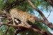 Wallpapers mural hunting leopard on a tree