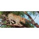Wallpapers mural hunting leopard on a tree