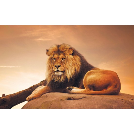Wallpapers mural big lion with sunset background