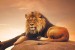 Wallpapers mural big lion with sunset background