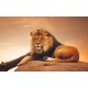 Wallpapers mural big lion with sunset background