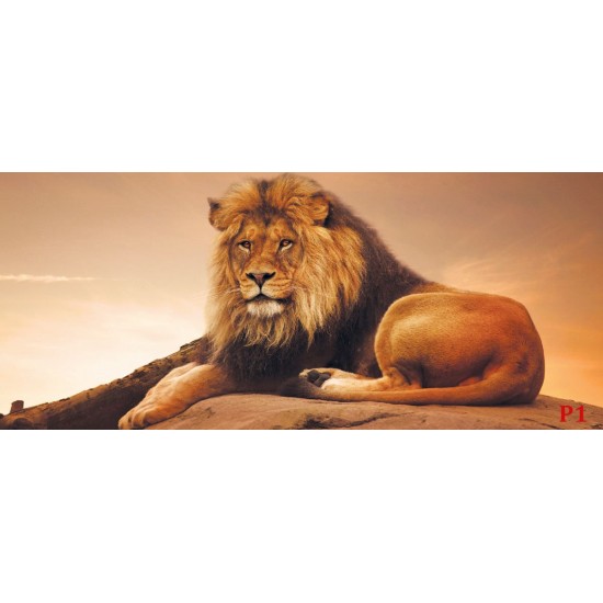 Wallpapers mural big lion with sunset background
