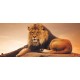 Wallpapers mural big lion with sunset background