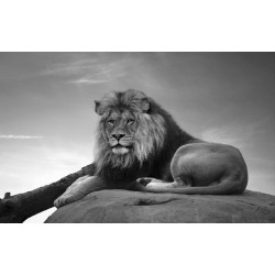 Wallpapers mural big lion on grey background