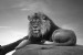 Wallpapers mural big lion on grey background