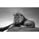 Wallpapers mural big lion on grey background